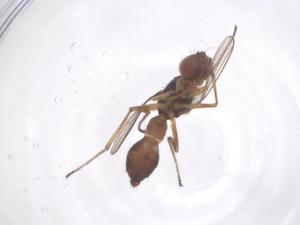  (Dicranosepsis transita - CBG-B00958-H01)  @11 [ ] CreativeCommons - Attribution Share - Alike (2025) Centre for Biodiversity Genomics Centre for Biodiversity Genomics