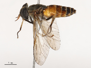  (Tabanus cepuricus - CBG-B01176-A04)  @11 [ ] CreativeCommons - Attribution Share - Alike (2025) CBG Photography Group Centre for Biodiversity Genomics