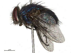  ( - CBG-B01176-A10)  @11 [ ] CreativeCommons - Attribution Share - Alike (2025) CBG Photography Group Centre for Biodiversity Genomics