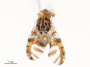  (Acroceratitis ceratitina - CBG-B01176-B08)  @11 [ ] CreativeCommons - Attribution Share - Alike (2025) CBG Photography Group Centre for Biodiversity Genomics