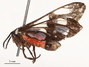  (Caeneressa fouqueti - CBG-B01176-F11)  @11 [ ] CreativeCommons - Attribution Share - Alike (2025) CBG Photography Group Centre for Biodiversity Genomics