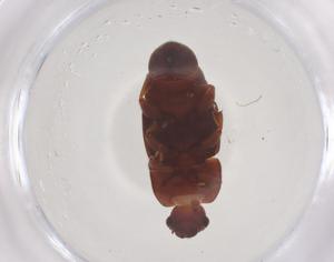  ( - CBG-B01355-B03)  @11 [ ] CreativeCommons - Attribution Share - Alike (2025) Centre for Biodiversity Genomics Centre for Biodiversity Genomics