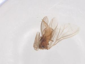  (Coniopteryx alticola - CBG-B01395-C02)  @11 [ ] CreativeCommons - Attribution Share - Alike (2025) Centre for Biodiversity Genomics Centre for Biodiversity Genomics