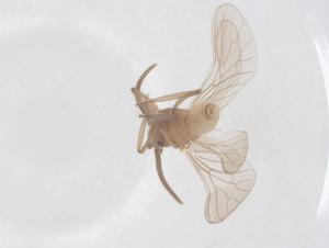  (Coniopteryx praecisa - CBG-B01397-B10)  @11 [ ] CreativeCommons - Attribution Share - Alike (2025) Centre for Biodiversity Genomics Centre for Biodiversity Genomics