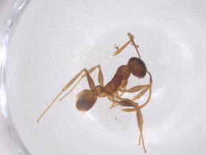  (Pheidole nodifera - CBG-B01439-G10)  @11 [ ] CreativeCommons - Attribution Share - Alike (2025) Centre for Biodiversity Genomics Centre for Biodiversity Genomics