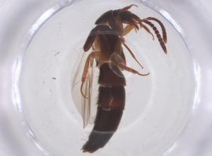  ( - CBG-B02188-E02)  @11 [ ] CreativeCommons - Attribution Share - Alike (2025) Centre for Biodiversity Genomics Centre for Biodiversity Genomics