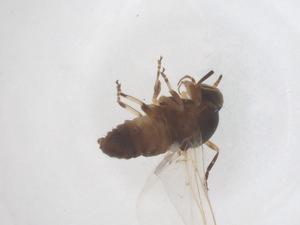  ( - CBG-B02292-B02)  @11 [ ] CreativeCommons - Attribution Share - Alike (2025) Centre for Biodiversity Genomics Centre for Biodiversity Genomics