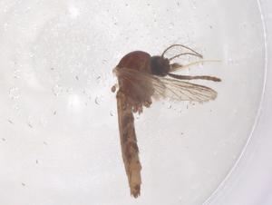  (Aedes desmotes - CBG-B02293-A11)  @11 [ ] CreativeCommons - Attribution Share - Alike (2025) Centre for Biodiversity Genomics Centre for Biodiversity Genomics