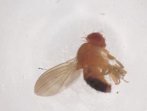  ( - CBG-B02350-A10)  @11 [ ] CreativeCommons - Attribution Share - Alike (2025) Centre for Biodiversity Genomics Centre for Biodiversity Genomics