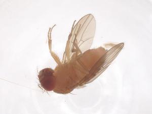  ( - CBG-B02350-G01)  @11 [ ] CreativeCommons - Attribution Share - Alike (2025) Centre for Biodiversity Genomics Centre for Biodiversity Genomics