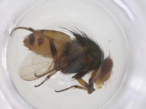  ( - CBG-B02371-A01)  @11 [ ] CreativeCommons - Attribution Share - Alike (2025) Centre for Biodiversity Genomics Centre for Biodiversity Genomics