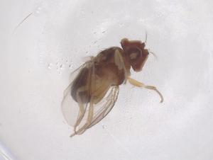  (Amiota planata - CBG-B02379-C11)  @11 [ ] CreativeCommons - Attribution Share - Alike (2025) Centre for Biodiversity Genomics Centre for Biodiversity Genomics