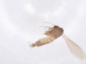  (Sergentomyia indica - CBG-B02389-D12)  @11 [ ] CreativeCommons - Attribution Share - Alike (2025) Centre for Biodiversity Genomics Centre for Biodiversity Genomics