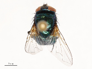  (Neomyia indica - CBG-B02497-C05)  @11 [ ] CreativeCommons - Attribution Share - Alike (2025) CBG Photography Group Centre for Biodiversity Genomics