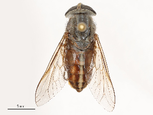  (Tabanus virgulatus - CBG-B02497-F02)  @11 [ ] CreativeCommons - Attribution Share - Alike (2025) CBG Photography Group Centre for Biodiversity Genomics