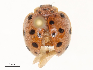  ( - CBG-B02497-F12)  @11 [ ] CreativeCommons - Attribution Share - Alike (2025) CBG Photography Group Centre for Biodiversity Genomics