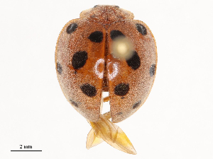  ( - CBG-B02497-G01)  @11 [ ] CreativeCommons - Attribution Share - Alike (2025) CBG Photography Group Centre for Biodiversity Genomics