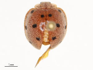  ( - CBG-B02497-G02)  @11 [ ] CreativeCommons - Attribution Share - Alike (2025) CBG Photography Group Centre for Biodiversity Genomics