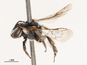  ( - CBG-B02499-E05)  @11 [ ] CreativeCommons - Attribution Share - Alike (2025) CBG Photography Group Centre for Biodiversity Genomics