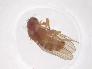  ( - CBG-B02509-H09)  @11 [ ] CreativeCommons - Attribution Share - Alike (2025) Centre for Biodiversity Genomics Centre for Biodiversity Genomics