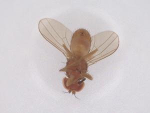  ( - CBG-B02510-C11)  @11 [ ] CreativeCommons - Attribution Share - Alike (2025) Centre for Biodiversity Genomics Centre for Biodiversity Genomics