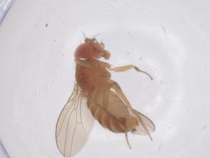  ( - CBG-B03878-E04)  @11 [ ] CreativeCommons - Attribution Share - Alike (2025) Centre for Biodiversity Genomics Centre for Biodiversity Genomics