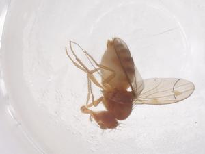  (Scaptodrosophila longispinata - CBG-B03897-A12)  @11 [ ] CreativeCommons - Attribution Share - Alike (2025) Centre for Biodiversity Genomics Centre for Biodiversity Genomics