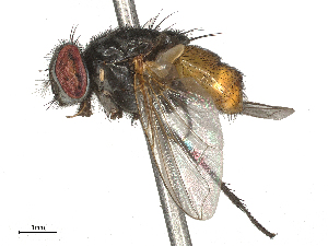  ( - CBG-B03938-A01)  @11 [ ] CreativeCommons - Attribution Share - Alike (2025) CBG Photography Group Centre for Biodiversity Genomics