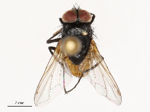  ( - CBG-B03938-A06)  @11 [ ] CreativeCommons - Attribution Share - Alike (2025) CBG Photography Group Centre for Biodiversity Genomics