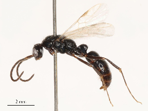  ( - CBG-B03938-F09)  @11 [ ] CreativeCommons - Attribution Share - Alike (2025) CBG Photography Group Centre for Biodiversity Genomics