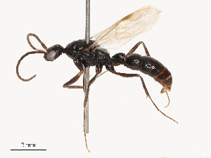  ( - CBG-B03938-F11)  @11 [ ] CreativeCommons - Attribution Share - Alike (2025) CBG Photography Group Centre for Biodiversity Genomics