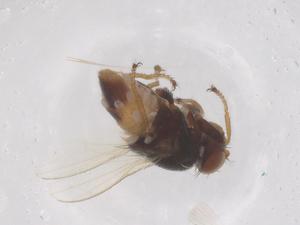  ( - CBG-B03979-D06)  @11 [ ] CreativeCommons - Attribution Share - Alike (2025) Centre for Biodiversity Genomics Centre for Biodiversity Genomics