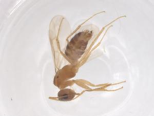  ( - CBG-B03979-G12)  @11 [ ] CreativeCommons - Attribution Share - Alike (2025) Centre for Biodiversity Genomics Centre for Biodiversity Genomics