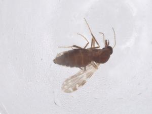  ( - CBG-B03980-E11)  @11 [ ] CreativeCommons - Attribution Share - Alike (2025) Centre for Biodiversity Genomics Centre for Biodiversity Genomics