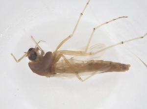  (Chironomus striatipennis - CBG-B03982-C07)  @11 [ ] CreativeCommons - Attribution Share - Alike (2025) Centre for Biodiversity Genomics Centre for Biodiversity Genomics