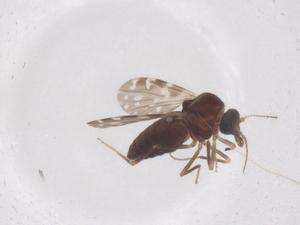  ( - CBG-B03983-F06)  @11 [ ] CreativeCommons - Attribution Share - Alike (2025) Centre for Biodiversity Genomics Centre for Biodiversity Genomics