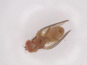  ( - CBG-B04028-F04)  @11 [ ] CreativeCommons - Attribution Share - Alike (2025) Centre for Biodiversity Genomics Centre for Biodiversity Genomics