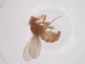  ( - CBG-B04070-F06)  @11 [ ] CreativeCommons - Attribution Share - Alike (2025) Centre for Biodiversity Genomics Centre for Biodiversity Genomics