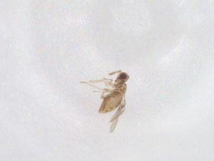  (Paracentrobia - CBG-B04075-D09)  @11 [ ] CreativeCommons - Attribution Share - Alike (2025) Centre for Biodiversity Genomics Centre for Biodiversity Genomics