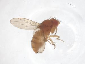  ( - CBG-B04075-H05)  @11 [ ] CreativeCommons - Attribution Share - Alike (2025) Centre for Biodiversity Genomics Centre for Biodiversity Genomics