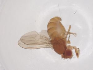  ( - CBG-B05105-F06)  @11 [ ] CreativeCommons - Attribution Share - Alike (2025) Centre for Biodiversity Genomics Centre for Biodiversity Genomics