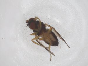  ( - CBG-B20186-E06)  @11 [ ] CreativeCommons - Attribution Share - Alike (2025) Centre for Biodiversity Genomics Centre for Biodiversity Genomics