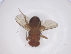  (Drosophila daruma - CBG-B20188-F10)  @11 [ ] CreativeCommons - Attribution Share - Alike (2025) Centre for Biodiversity Genomics Centre for Biodiversity Genomics