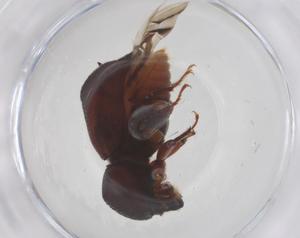  ( - CBG-B20189-E06)  @11 [ ] CreativeCommons - Attribution Share - Alike (2025) Centre for Biodiversity Genomics Centre for Biodiversity Genomics