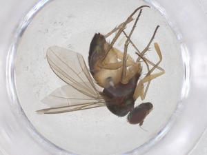  (Paraclius digitatus - CBG-B20192-B08)  @11 [ ] CreativeCommons - Attribution Share - Alike (2025) Centre for Biodiversity Genomics Centre for Biodiversity Genomics