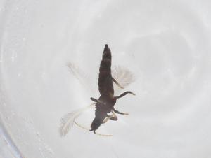  ( - CBG-B20192-F06)  @11 [ ] CreativeCommons - Attribution Share - Alike (2025) Centre for Biodiversity Genomics Centre for Biodiversity Genomics