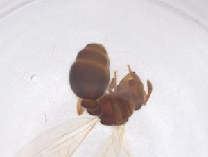  (Tetramorium walshi - CBG-B20194-B01)  @11 [ ] CreativeCommons - Attribution Share - Alike (2025) Centre for Biodiversity Genomics Centre for Biodiversity Genomics