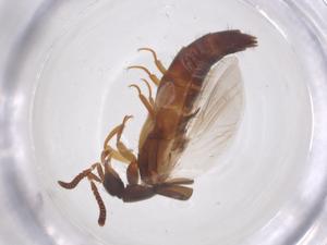  ( - CBG-B20207-H02)  @11 [ ] CreativeCommons - Attribution Share - Alike (2025) Centre for Biodiversity Genomics Centre for Biodiversity Genomics