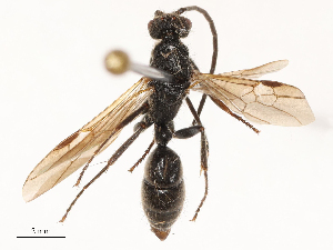  ( - CBG-B20280-H08)  @11 [ ] CreativeCommons - Attribution Share - Alike (2025) CBG Photography Group Centre for Biodiversity Genomics