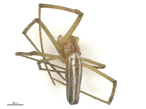  ( - CBG-B20280-H11)  @11 [ ] CreativeCommons - Attribution Share - Alike (2025) CBG Photography Group Centre for Biodiversity Genomics